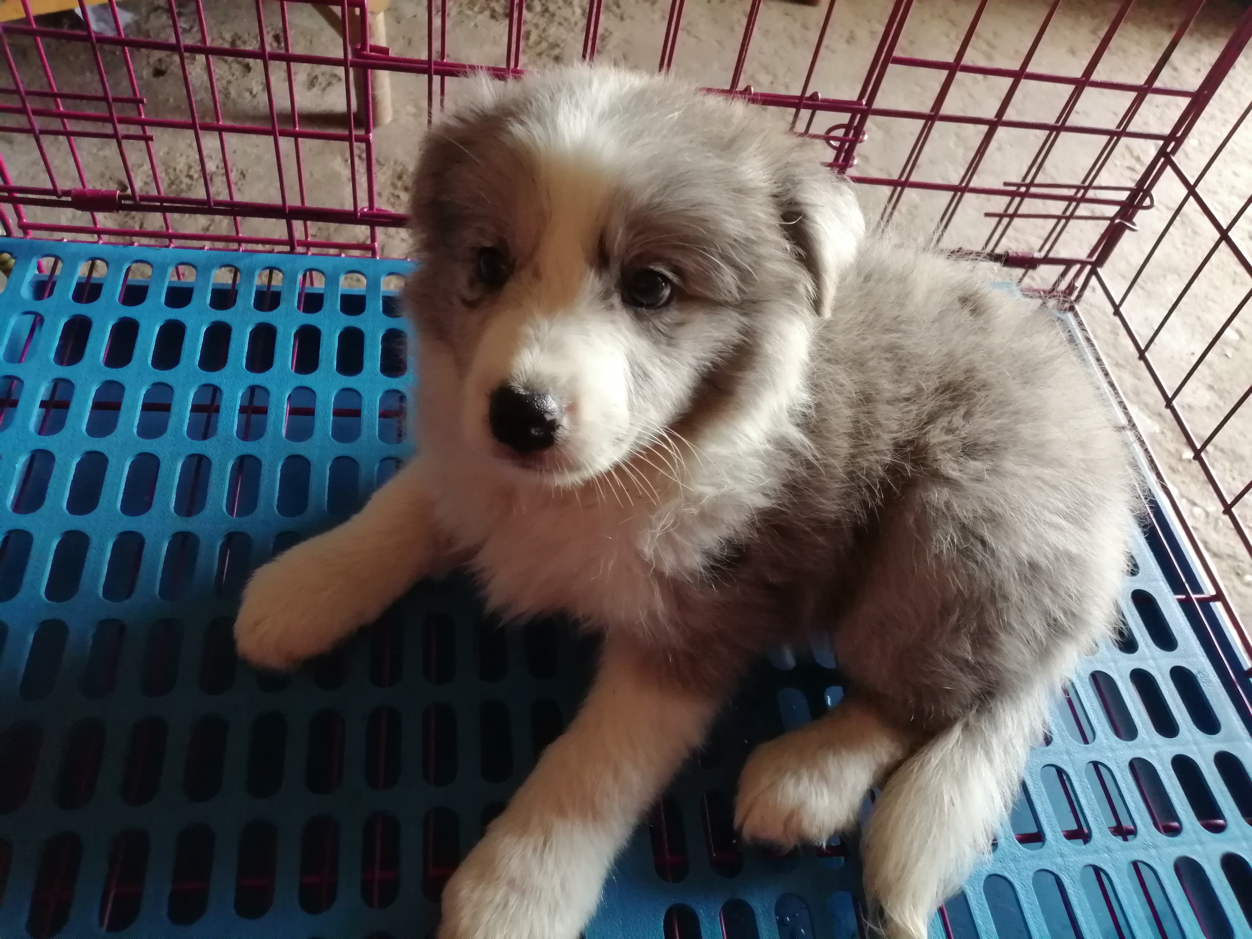 自己家养，🉑靠，犬瘟细小包90天